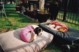 Lizzie and Harry enjoying the sunsine